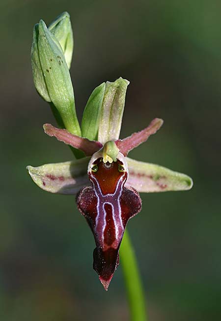 Ophrys herae subsp. osmaniaca / Turkish Hera Orchid, TR  Tagasil 22.3.2016 (Photo: Helmut Presser)