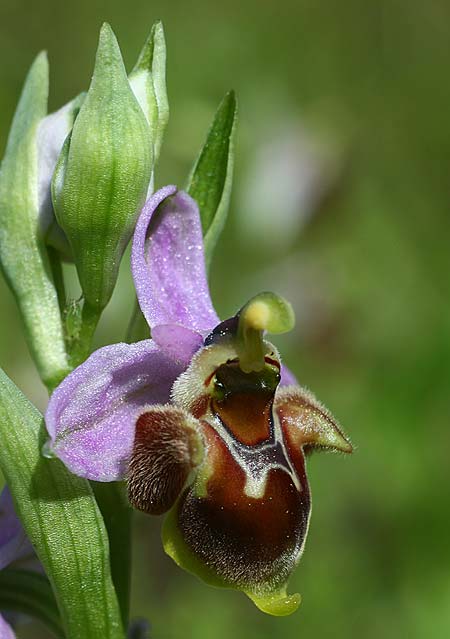 Ophrys heterochila / Various-Lip Bee Orchid, TR  Tagasil 22.3.2016 (Photo: Helmut Presser)