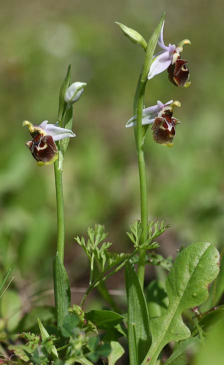 Ophrys heterochila \ Verschiedenlippige Ragwurz / Various-Lip Bee Orchid, TR  Tagasil 22.3.2016 (Photo: Helmut Presser)