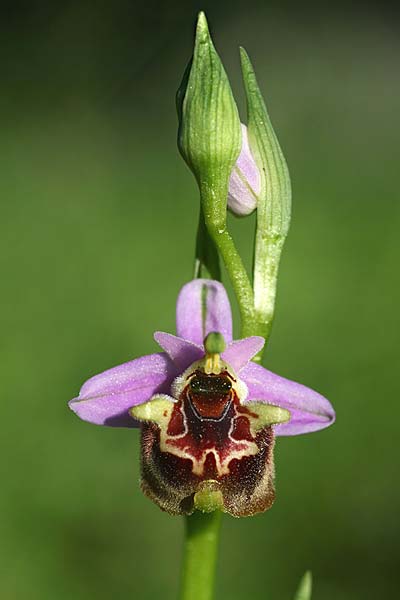 Ophrys heterochila x lyciensis, TR   Olympos 23.3.2016 (Photo: Helmut Presser)