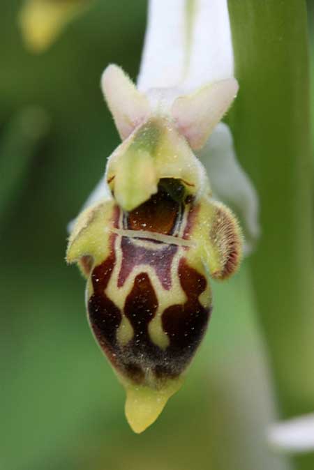 Ophrys hygrophila \ Wasserliebende Ragwurz, TR  Kuyucak - Antalya 13.5.2010 (Photo: Jan & Liesbeth Essink)