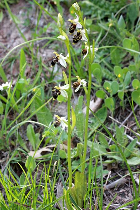Ophrys hygrophila \ Wasserliebende Ragwurz / Water-Loving Bee Orchid, TR  Bademli - Antalya 12.5.2010 (Photo: Jan & Liesbeth Essink)