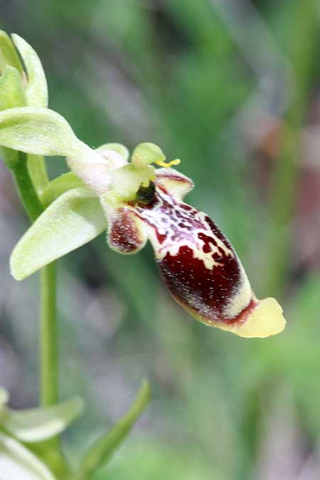 Ophrys isaura \ Isaurische Ragwurz / Isaurian Ophrys, TR  Kuyucak - Antalya 13.5.2010 (Photo: Jan & Liesbeth Essink)