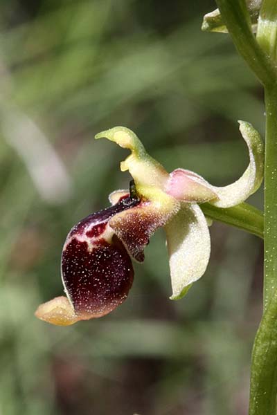 Ophrys isaura \ Isaurische Ragwurz, TR  Cevizli - Antalya 16.5.2010 (Photo: Jan & Liesbeth Essink)