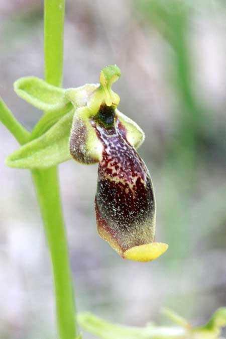 Ophrys isaura \ Isaurische Ragwurz / Isaurian Ophrys, TR  Kuyucak - Antalya 13.5.2010 (Photo: Jan & Liesbeth Essink)