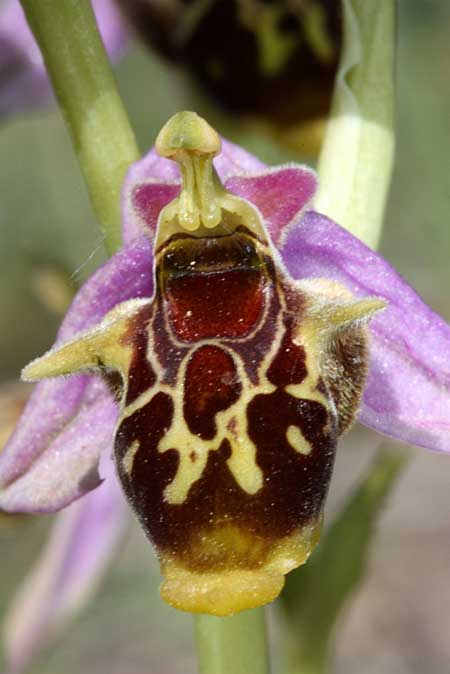Ophrys kreutzii \ Kreutz' Ragwurz / Kreutz' Bee Orchid, TR  Uzumlu - Karaman 24.5.2010 (Photo: Jan & Liesbeth Essink)