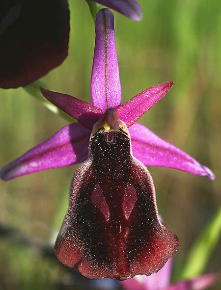 Ophrys labiosa / Lipped Orchid, TR  Mt. Olympos 27.3.2016 (Photo: Helmut Presser)