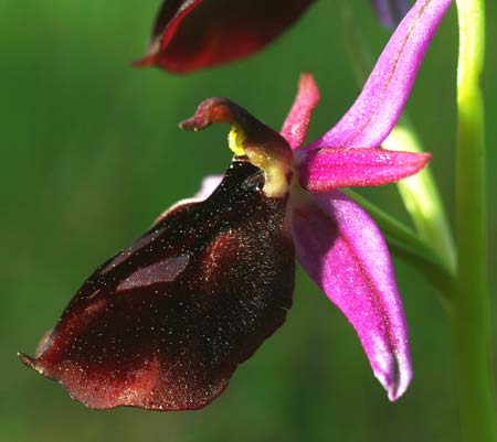 Ophrys labiosa \ Große Hufeisen-Ragwurz / Lipped Orchid, TR  Olympos 27.3.2016 (Photo: Helmut Presser)