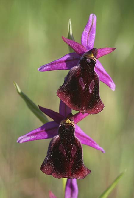 Ophrys labiosa \ Große Hufeisen-Ragwurz, TR  Mt. Olympos 27.3.2016 (Photo: Helmut Presser)