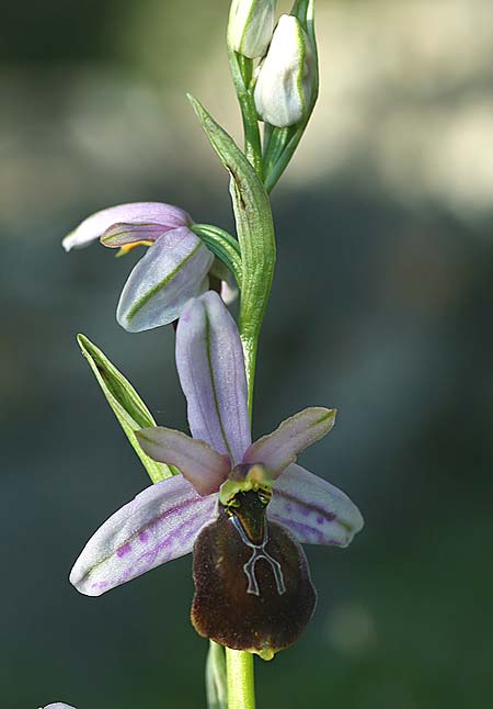 Ophrys lycia \ Lykische Ragwurz / Lycian Orchid, TR  Agullu 26.3.2016 (Photo: Helmut Presser)