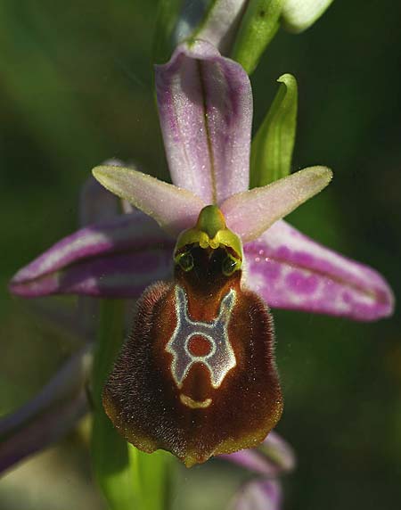 Ophrys lycia \ Lykische Ragwurz, TR  Agullu 26.3.2016 (Photo: Helmut Presser)