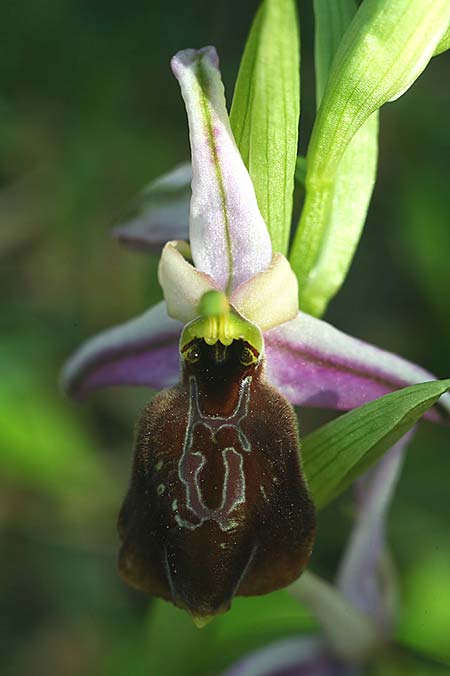 Ophrys lycia \ Lykische Ragwurz / Lycian Orchid, TR  Agullu 26.3.2016 (Photo: Helmut Presser)