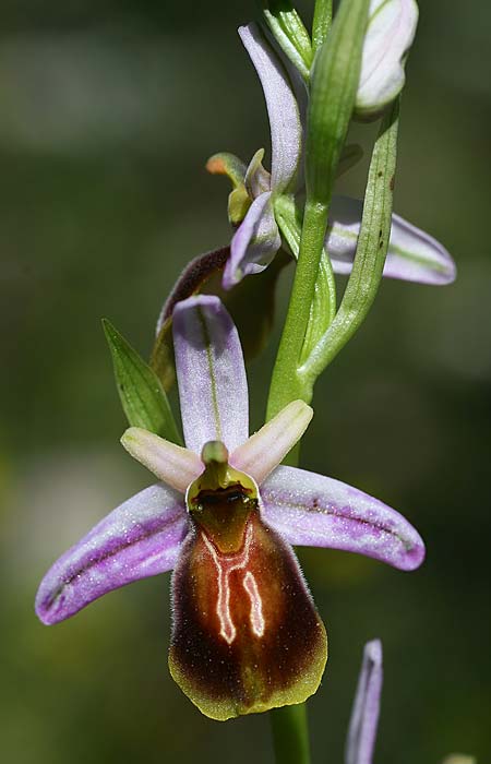 Ophrys lycia \ Lykische Ragwurz / Lycian Orchid, TR  Agullu 26.3.2016 (Photo: Helmut Presser)
