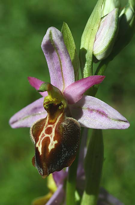 Ophrys lycia \ Lykische Ragwurz / Lycian Orchid, TR  Agullu 26.3.2016 (Photo: Helmut Presser)