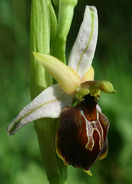 Ophrys lycia \ Lykische Ragwurz, TR  Agullu 26.3.2016 (Photo: Helmut Presser)