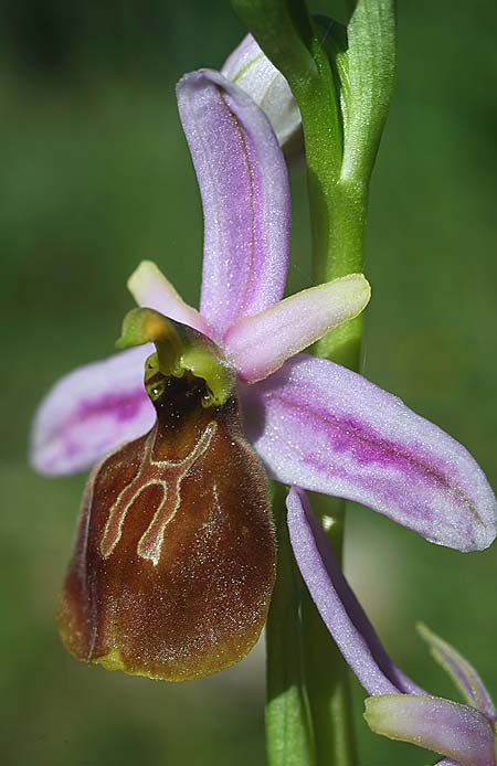 Ophrys lycia \ Lykische Ragwurz / Lycian Orchid, TR  Agullu 26.3.2016 (Photo: Helmut Presser)