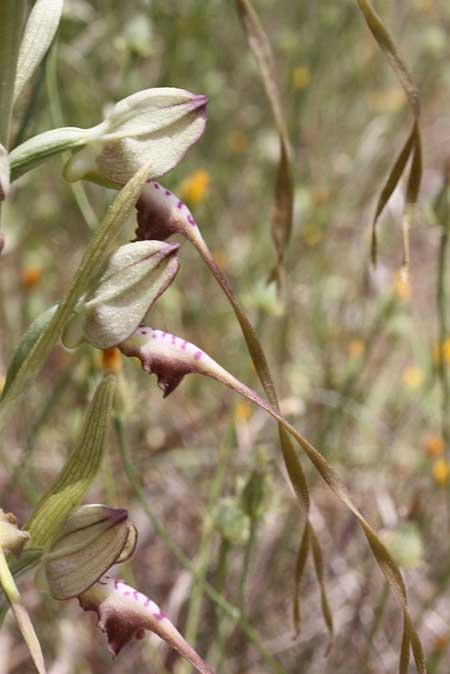 Himantoglossum montis-tauri \ Taurus-Riemenzunge / Taurus Lizard Orchid, TR  Ibradi - Antalya 16.5.2010 (Photo: Jan & Liesbeth Essink)