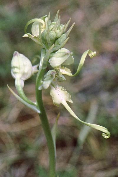 Himantoglossum montis-tauri \ Taurus-Riemenzunge, TR  Ibradi 13.5.2008 (Photo: Jan & Liesbeth Essink)