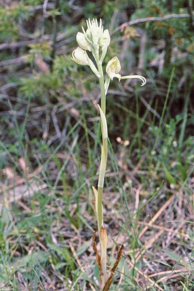 Himantoglossum montis-tauri \ Taurus-Riemenzunge / Taurus Lizard Orchid, TR  Ibradi 13.5.2008 (Photo: Jan & Liesbeth Essink)