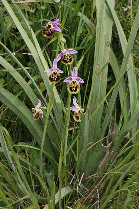 Ophrys oblita \ Vergessene Ragwurz / Forgotten Bee Orchid, TR  Findikpinari - Icel 27.5.2010 (Photo: Jan & Liesbeth Essink)