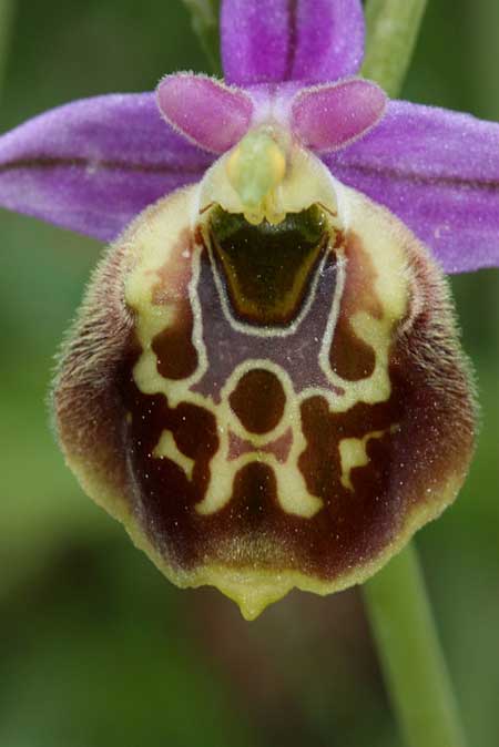 Ophrys oblita \ Vergessene Ragwurz, TR  Findikpinari - Icel 27.5.2010 (Photo: Jan & Liesbeth Essink)