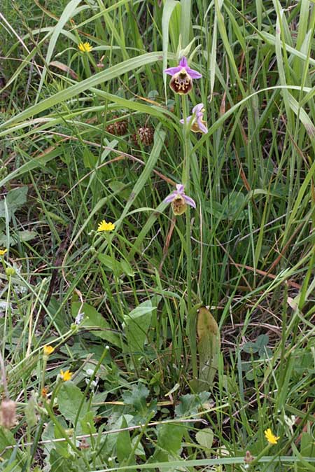 Ophrys oblita \ Vergessene Ragwurz / Forgotten Bee Orchid, TR  Findikpinari - Icel 27.5.2010 (Photo: Jan & Liesbeth Essink)