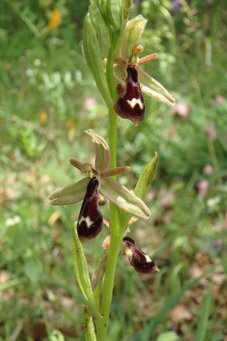 Ophrys cilicica \ Kilikische Ragwurz / Cilician Orchid, TR  Kuyucak 21.5.2018 (Photo: Luc Segers)