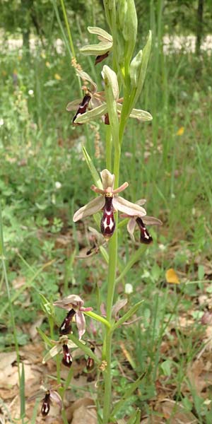 Ophrys cilicica \ Kilikische Ragwurz / Cilician Orchid, TR  Kuyucak 21.5.2018 (Photo: Luc Segers)