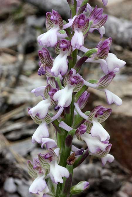 Anacamptis morio subsp. syriaca / Syrian Orchid, TR  Cevizli - Antalya 15.5.2010 (Photo: Jan & Liesbeth Essink)