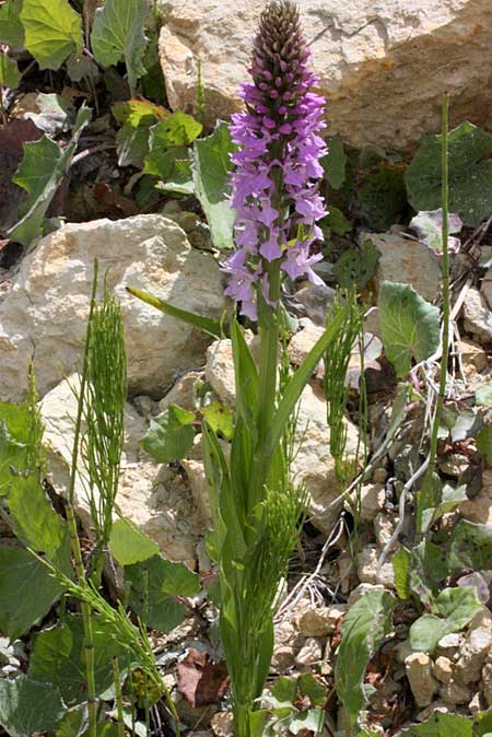 Dactylorhiza osmanica subsp. anatolica \ Anatolische Fingerwurz / Anatolian Orchid, TR  Ermenek - Karaman 19.5.2010 (Photo: Jan & Liesbeth Essink)