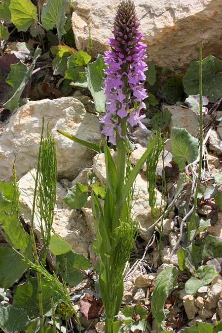 Dactylorhiza osmanica subsp. anatolica \ Anatolische Fingerwurz, TR  Ermenek - Karaman 19.5.2010 (Photo: Jan & Liesbeth Essink)