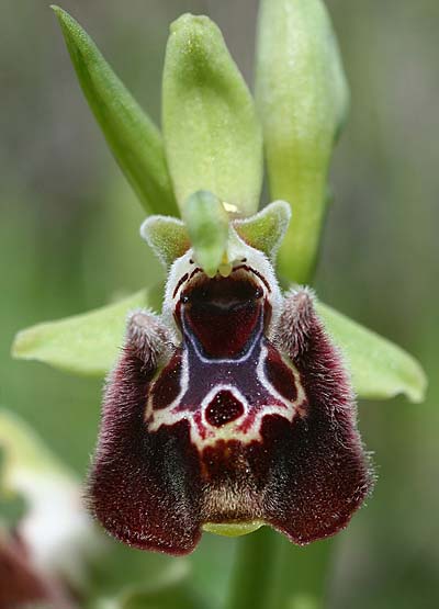 Ophrys fuciflora subsp. pallidiconi \ Türkische Hummel-Ragwurz, TR  Tekke 23.3.2016 (Photo: Helmut Presser)