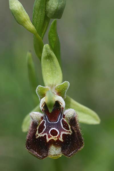 Ophrys fuciflora subsp. pallidiconi \ Türkische Hummel-Ragwurz, TR  Tekke 23.3.2016 (Photo: Helmut Presser)