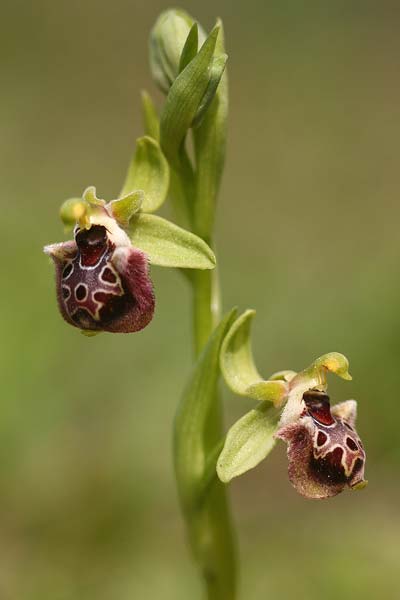 Ophrys fuciflora subsp. pallidiconi \ Türkische Hummel-Ragwurz, TR  Tekke 23.3.2016 (Photo: Helmut Presser)