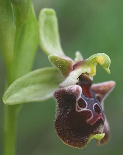 Ophrys fuciflora subsp. pallidiconi \ Türkische Hummel-Ragwurz, TR  Tekke 23.3.2016 (Photo: Helmut Presser)