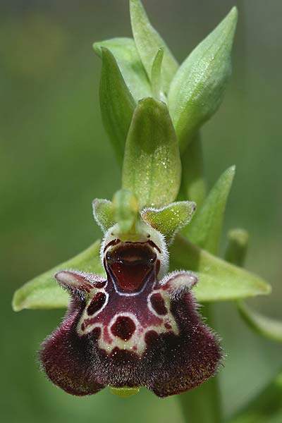 Ophrys fuciflora subsp. pallidiconi \ Türkische Hummel-Ragwurz, TR  Tekke 23.3.2016 (Photo: Helmut Presser)