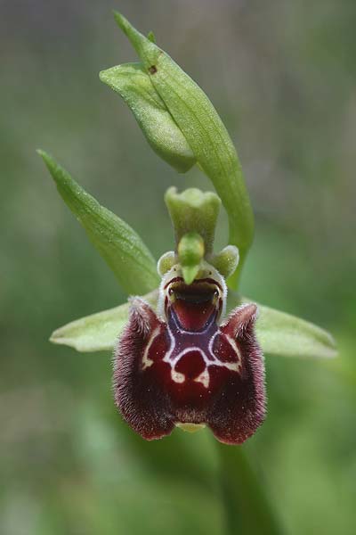 Ophrys fuciflora subsp. pallidiconi \ Türkische Hummel-Ragwurz, TR  Tekke 23.3.2016 (Photo: Helmut Presser)