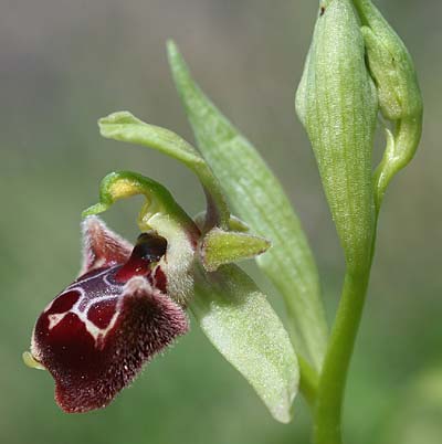 Ophrys fuciflora subsp. pallidiconi \ Türkische Hummel-Ragwurz, TR  Tekke 23.3.2016 (Photo: Helmut Presser)