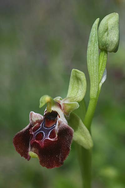 Ophrys fuciflora subsp. pallidiconi \ Türkische Hummel-Ragwurz, TR  Tekke 23.3.2016 (Photo: Helmut Presser)