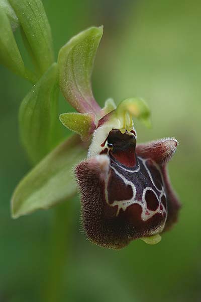 Ophrys fuciflora subsp. pallidiconi \ Türkische Hummel-Ragwurz, TR  Tekke 23.3.2016 (Photo: Helmut Presser)