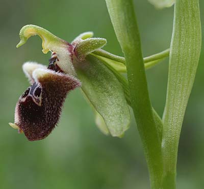 Ophrys fuciflora subsp. pallidiconi \ Türkische Hummel-Ragwurz, TR  Tekke 23.3.2016 (Photo: Helmut Presser)