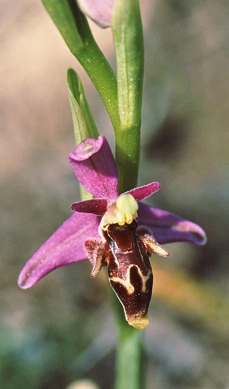 Ophrys oestrifera subsp. minutiflora \ Pamphylia-Ragwurz, TR  Guney 16.5.2008 (Photo: Jan & Liesbeth Essink)