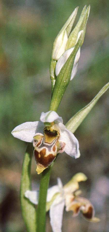 Ophrys oestrifera subsp. minutiflora \ Pamphylia-Ragwurz / Pamphylia Orchid, TR  Guney 16.5.2008 (Photo: Jan & Liesbeth Essink)