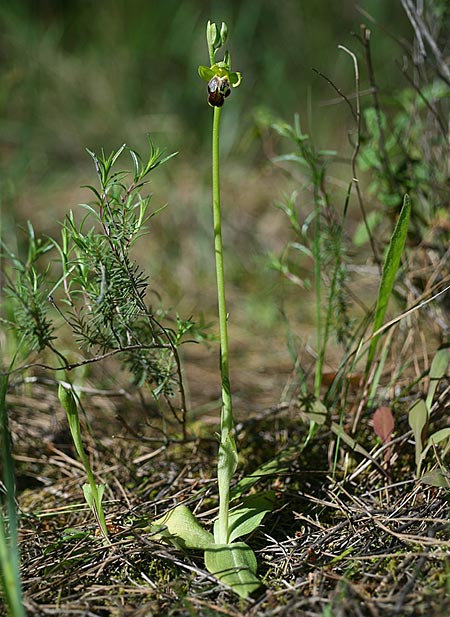 Ophrys phaseliana \ Phaselis-Ragwurz, TR  Mt. Olympos 1.4.2016 (Photo: Helmut Presser)