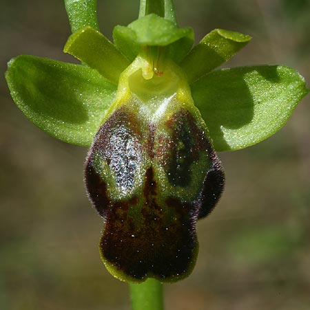 Ophrys phaseliana \ Phaselis-Ragwurz / Phaselis Orchid, TR  Mt. Olympos 1.4.2016 (Photo: Helmut Presser)