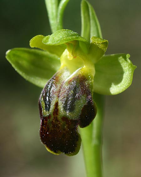 Ophrys phaseliana \ Phaselis-Ragwurz, TR  Mt. Olympos 1.4.2016 (Photo: Helmut Presser)