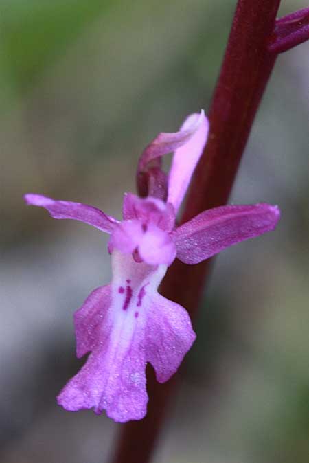 Orchis mascula subsp. pinetorum \ Kiefernwald-Knabenkraut / Pinewood Orchid, TR  Pinarlar - Denizli 3.5.2010 (Photo: Jan & Liesbeth Essink)