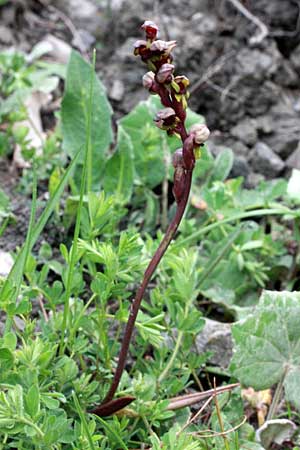 Steveniella satyrioides / Hooded Orchid, TR  Abant - Bolu 10.5.2010 (Photo: Jan & Liesbeth Essink)