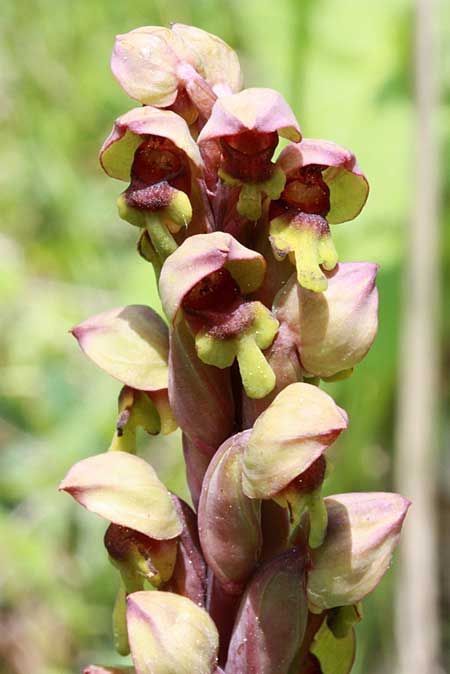 Steveniella satyrioides \ Kappenorchis / Hooded Orchid, TR  Abant - Bolu 10.5.2010 (Photo: Jan & Liesbeth Essink)