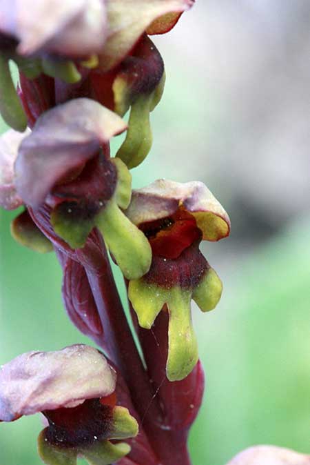 Steveniella satyrioides / Hooded Orchid, TR  Abant - Bolu 10.5.2010 (Photo: Jan & Liesbeth Essink)